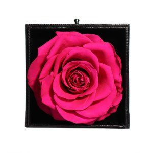 FUCHSIA Preserved Real Rose - Will last for 3-5 years - Valentine's Day Gift